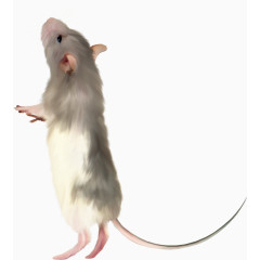 灰色老鼠
