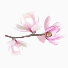 花儿PNG免抠图素材