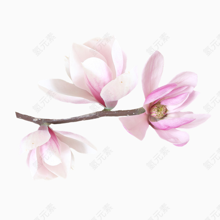 花儿PNG免抠图素材