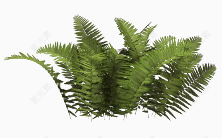 绿色草丛