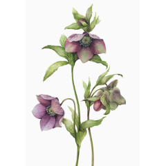 花卉组合-六角荷