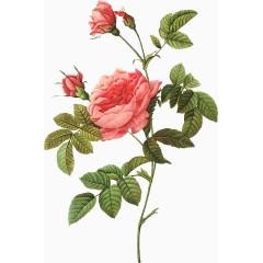 手绘玫瑰花插画