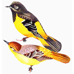 可爱动物手绘中国风喜鹊小鸟