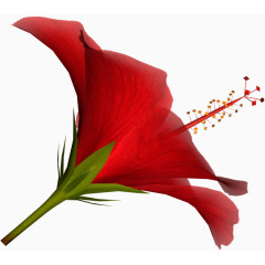 唯美背景图片花朵图片