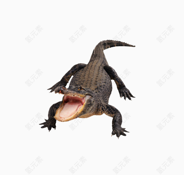 凶猛动物