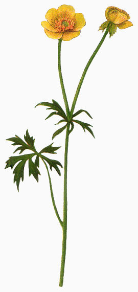 背景素材手绘花朵图片素材