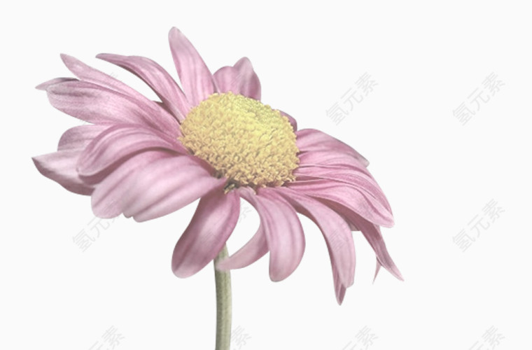 花卉ps素材水彩花卉