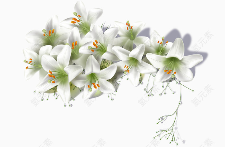 百合花素材