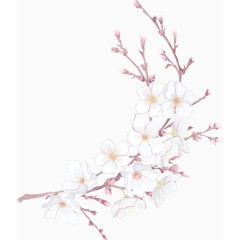 树枝和花