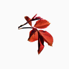 花朵素材抽象花朵素材