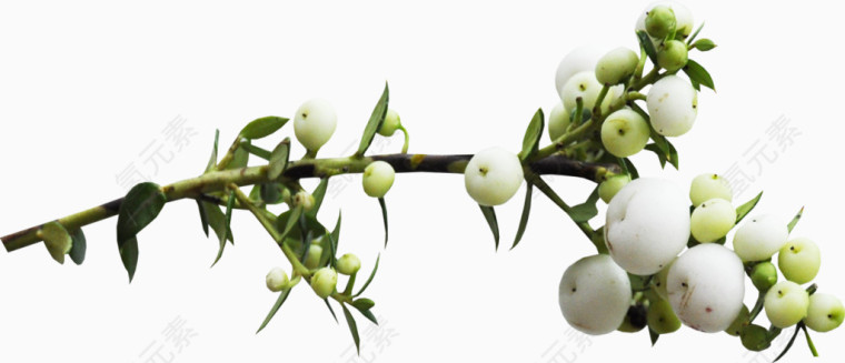 花草矢量素材鲜花花草