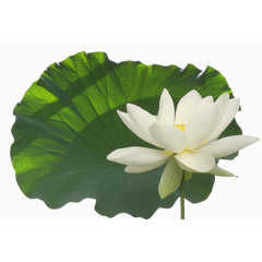 庆典花草线描花卉