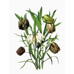 彩绘凋谢的花朵