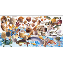 海底的贝壳海螺鱼类