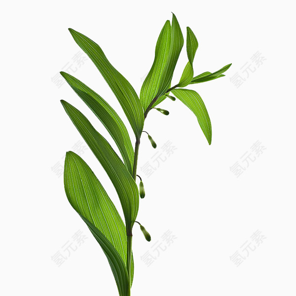 绿色条形树叶