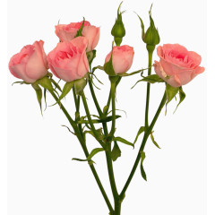 抽象花朵图片绿植花卉 精美花枝