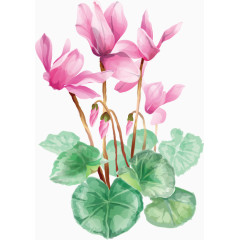 精美手绘粉色花朵