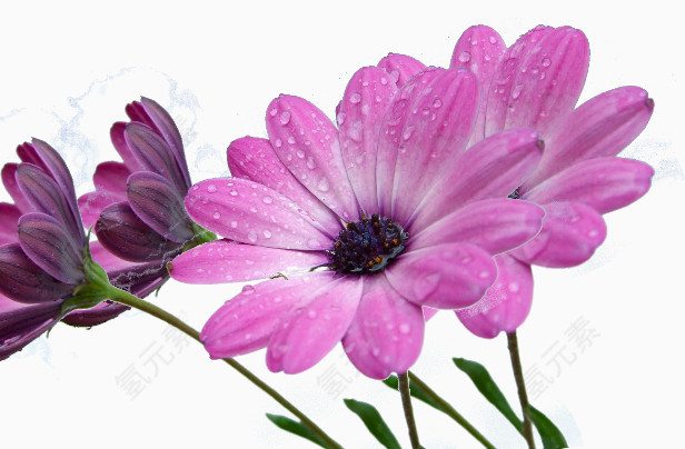 植物花卉素材水彩花卉