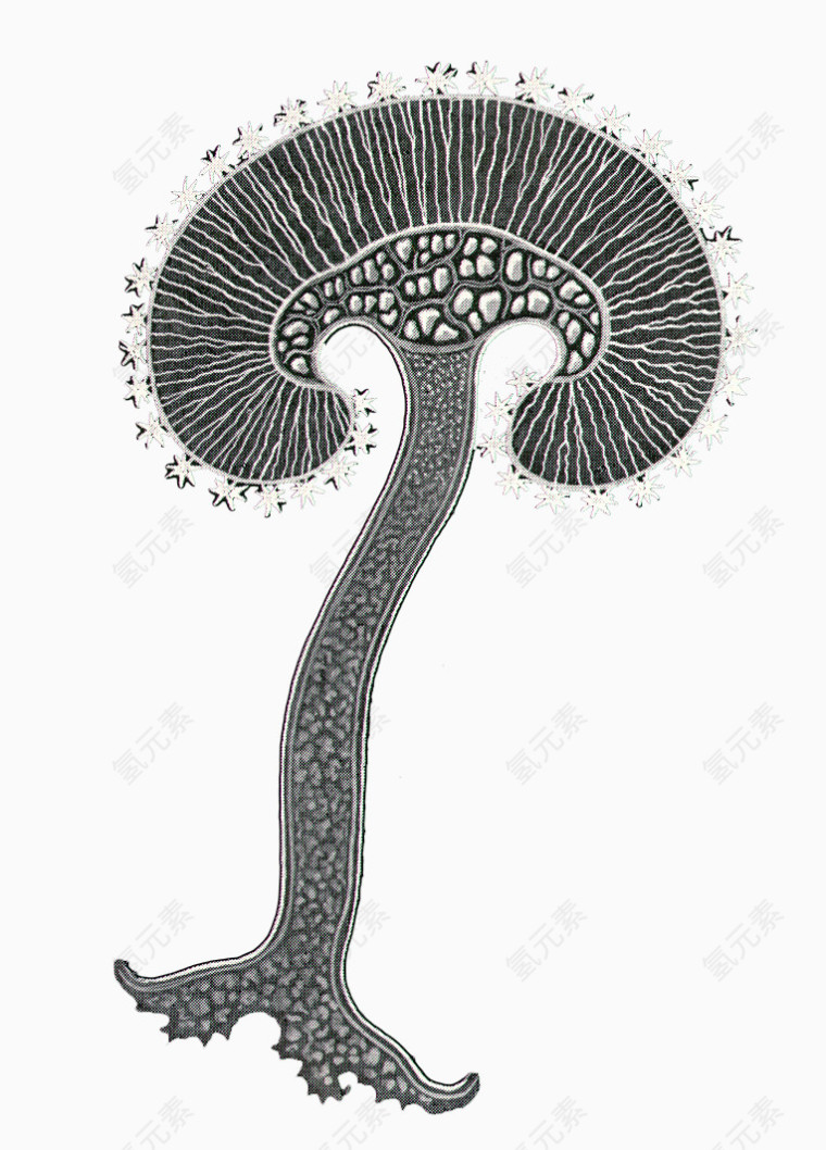 海洋生物