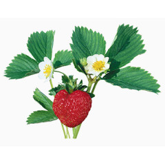 鲜花相框素材抽象花朵