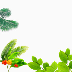 多种树叶素材