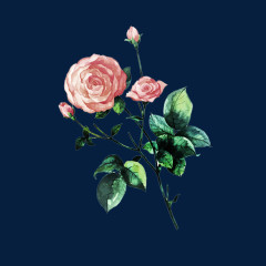 清新唯美水墨中国风玫瑰花