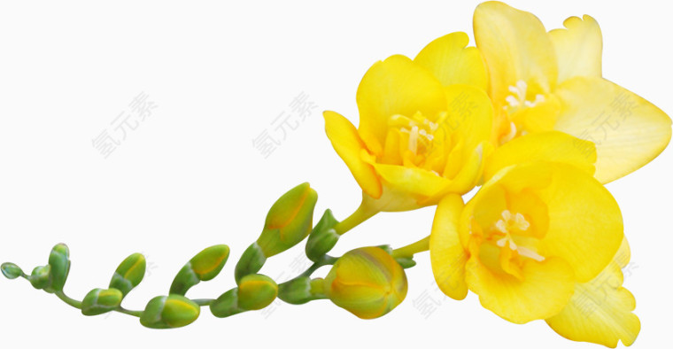 黄花素材图片