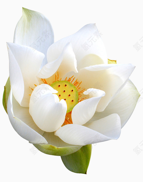 卡通国画花卉素材