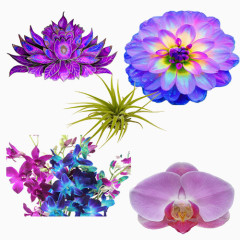 日式唯美原宿风格鲜花