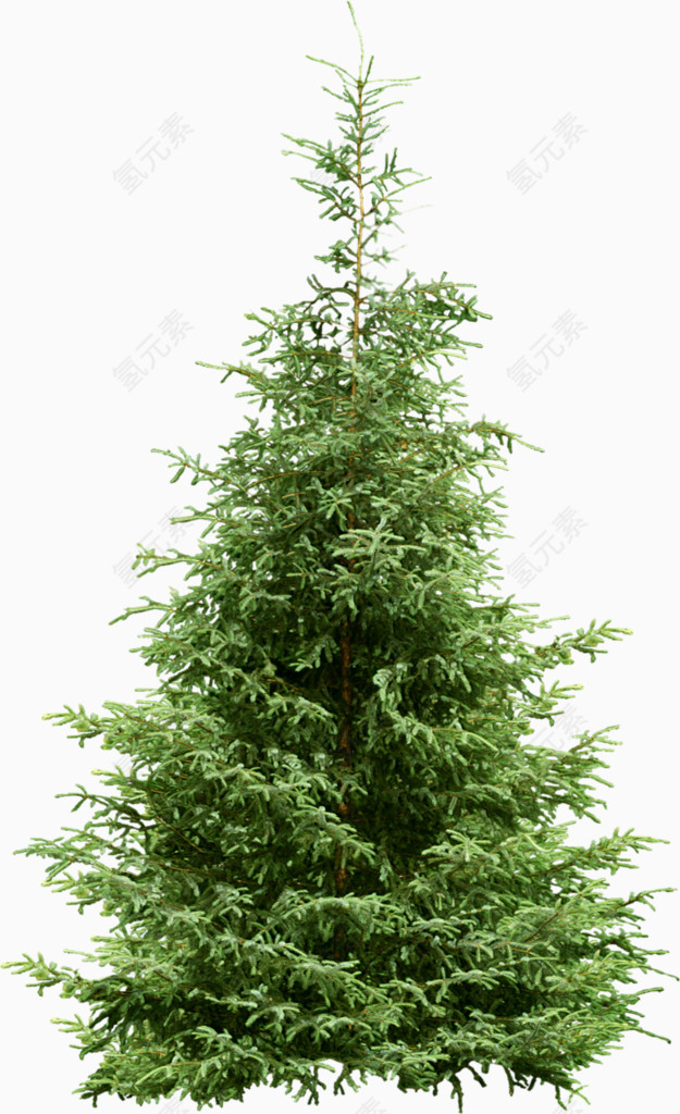 树植物绿色大自然
