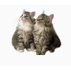 绿植花卉线描花卉