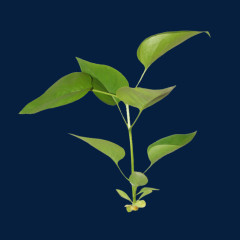 绿色植物叶子PNG透明图片素材