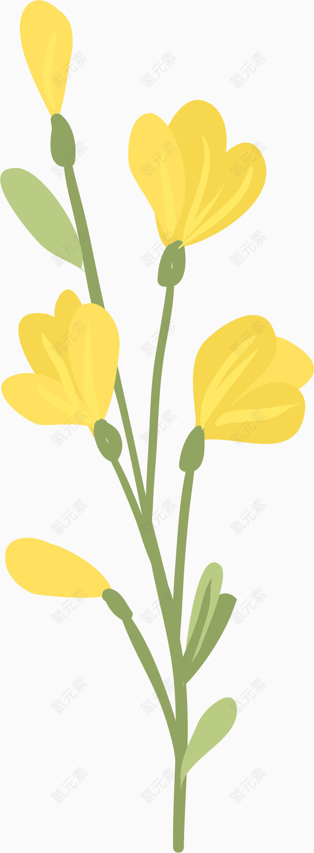 小黄花