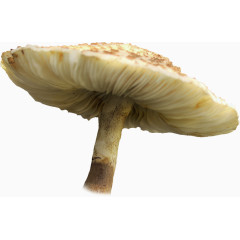 花卉图案ps花草素材
