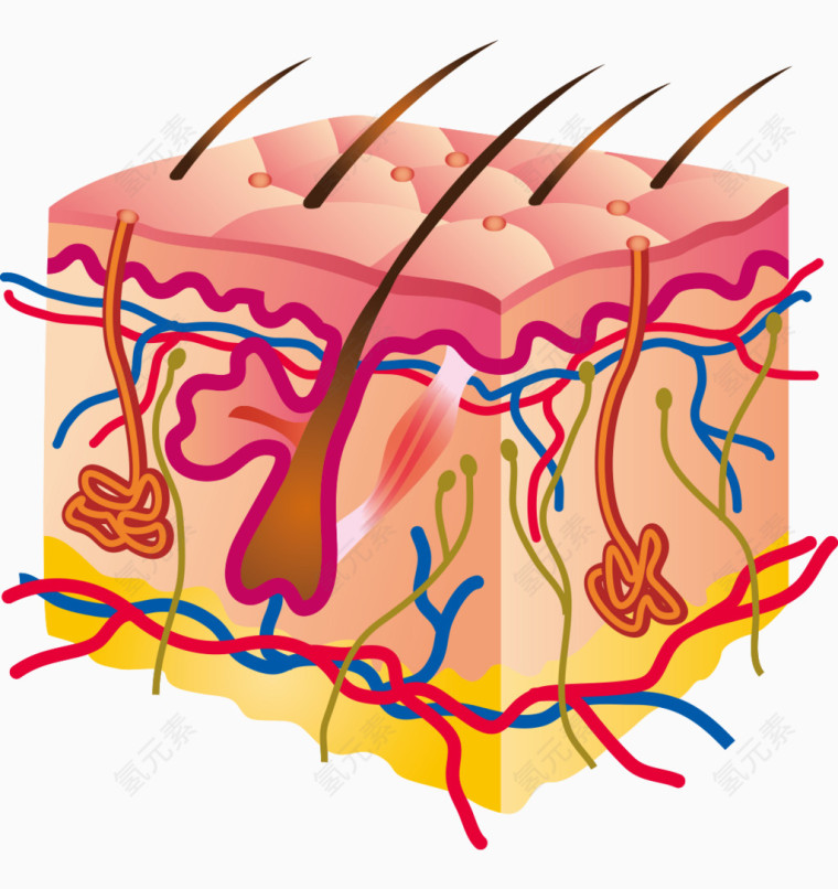 人体器官皮肤组织