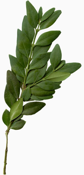 一片片树叶绿叶树枝嫩叶春天