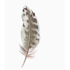 免抠动物羽毛素材