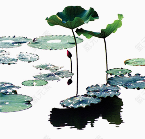 莲叶何田田