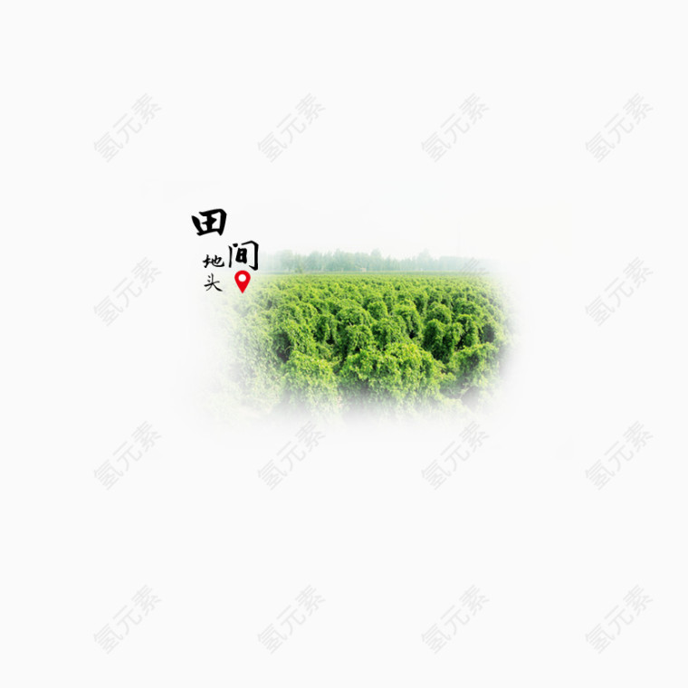 田间风景
