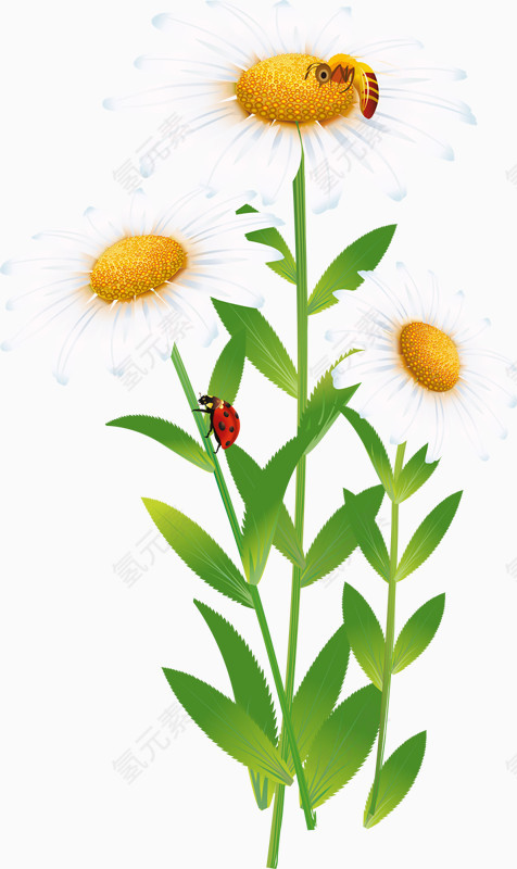 花卉    