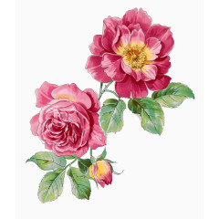 海报花设计素材