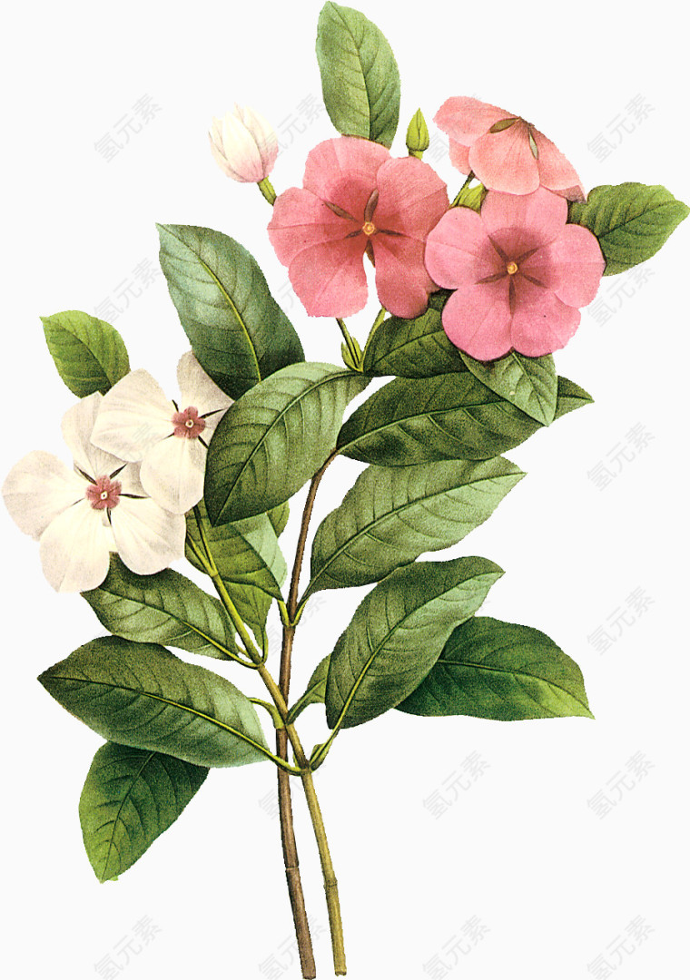 手绘花卉