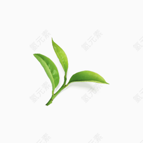 树叶茶叶叶子