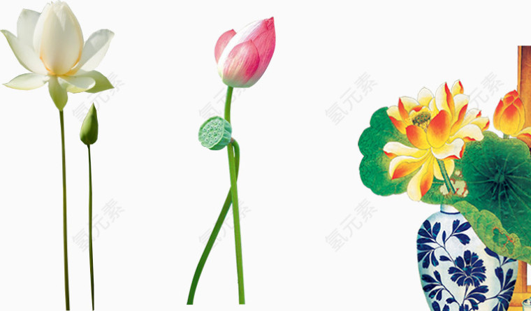 花瓶荷花