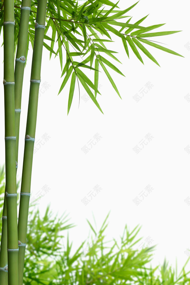 竹子竹叶