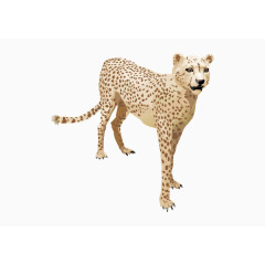 矢量猎豹
