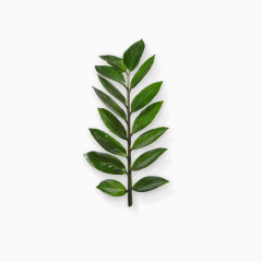 绿叶 清新 清明 植树节 绿色植物