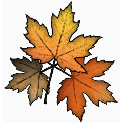 卡通金黄色枫叶免扣素材