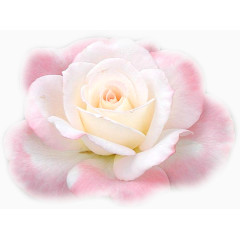 花卉背景素材花草矢量图素材