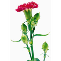 鲜花素材鲜花图案